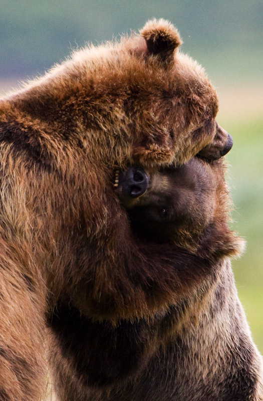 Grizzly Bears Fighting